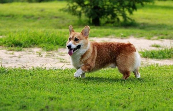 威尔斯科基犬(它容易骨折吗)
