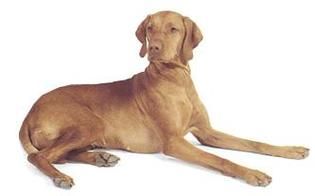 威斯拉犬(你会喜欢它吗)