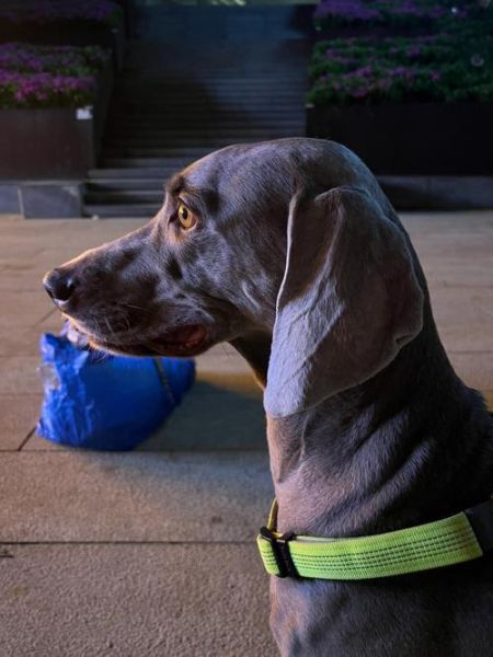 威玛猎犬( 它能成为你的守护者吗)