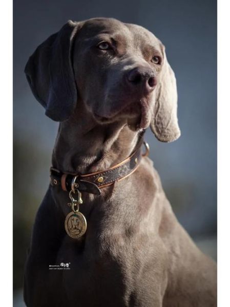 威玛猎犬( 它能成为你的守护者吗)