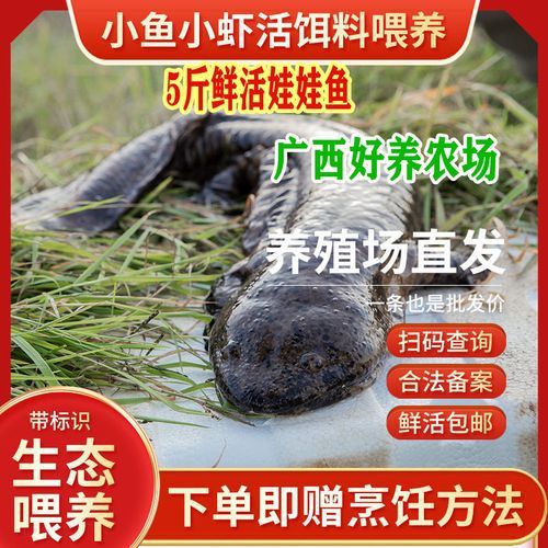 娃娃鱼养殖基地(市场行情怎么样)