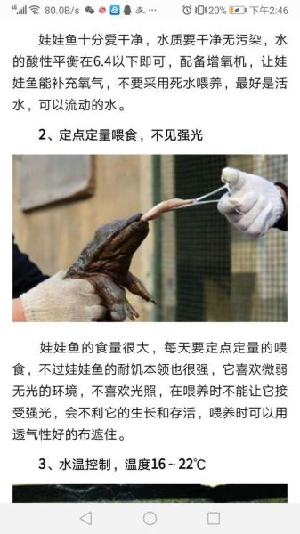 娃娃鱼养殖技术(还让它长得快)