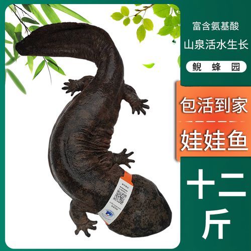 娃娃鱼多少钱一斤(十年一觉大鲵梦)