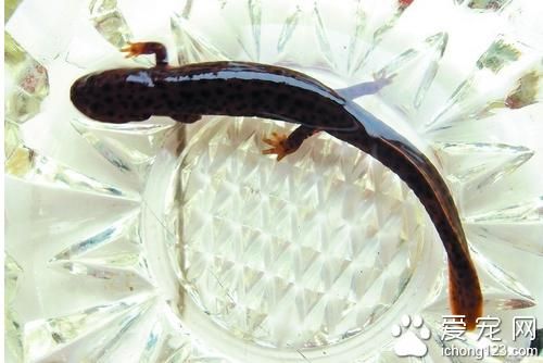 娃娃鱼怎么养( 喂食有什么讲究)