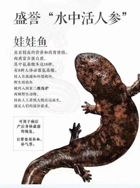 娃娃鱼是指(为什么它那么珍贵)