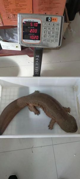娃娃鱼的养殖(怎么才能养得肥肥胖胖)