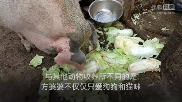 婆婆花几百万救的狗(是爱狗还是炫富)