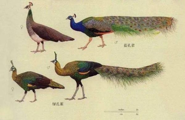 孔雀开屏是公的还是母的(母孔雀也会开屏吗)