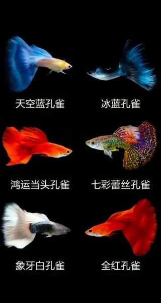 孔雀鱼(不同品种的孔雀鱼有什么区别)