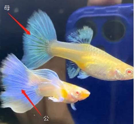 孔雀鱼怎么分公母(公孔雀鱼和母孔雀鱼哪个好看)