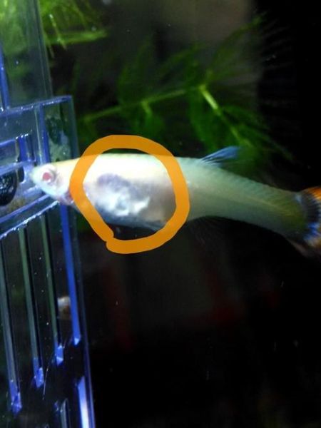 孔雀鱼烂尾(是水质问题还是细菌感染)