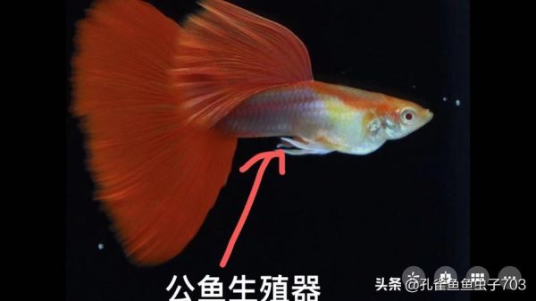 孔雀鱼的繁殖(它们的小鱼是怎么诞生的)