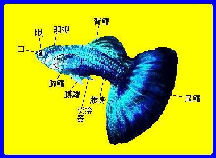 孔雀鱼繁殖(如何才能避免小鱼被吃掉)