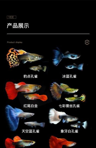 孔雀鱼论坛( 论坛里有哪些经验分享)