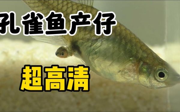 孔雀鱼难产(如何才能帮它顺利生宝宝)