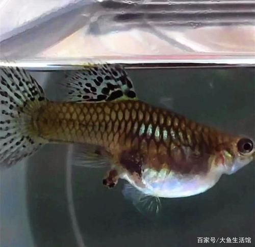 孔雀鱼难产(如何才能帮它顺利生宝宝)