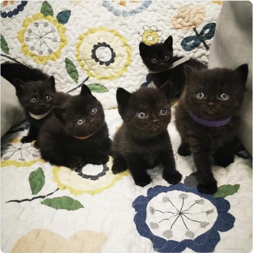 孟买猫(市面上的猫靠谱吗)