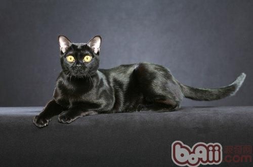 孟买猫(市面上的猫靠谱吗)