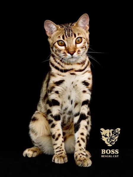 孟加拉豹猫(它会像豹子一样凶猛吗)