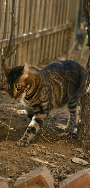 孟加拉豹猫(它会像豹子一样凶猛吗)