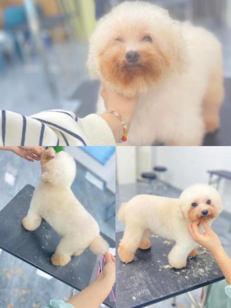 学宠物美容培训(学完就能赚钱吗)