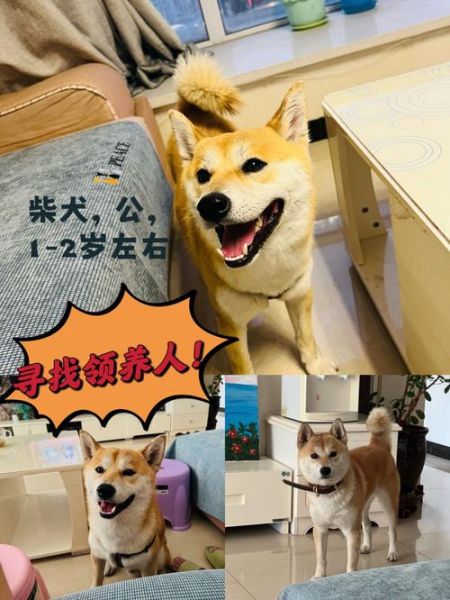 宁波宠物领养(如何和新狗狗相处)