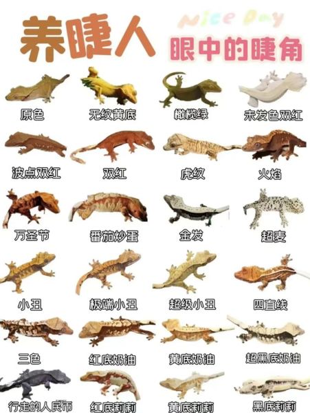 守宫蜥蜴(怎么才能让它长得好)