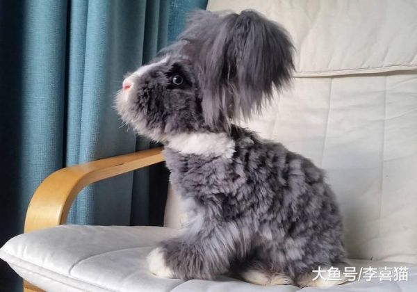 安哥拉兔(它真的像毛线球一样吗)