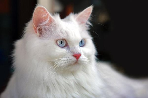 安哥拉猫(它来自土耳其吗)