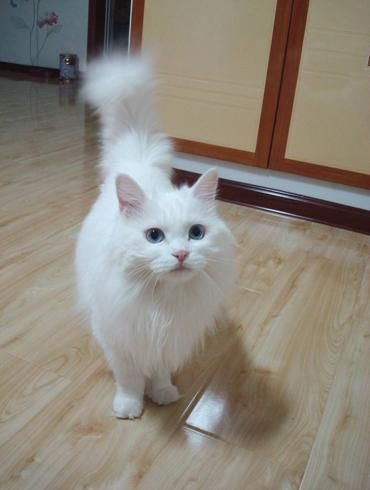 安哥拉猫(它来自土耳其吗)