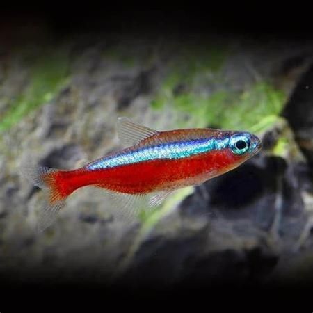 宝莲灯鱼( 它真的像莲花灯一样美丽吗)