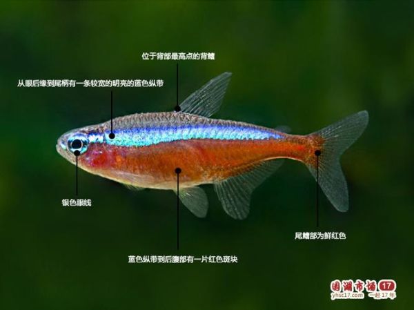 宝莲灯鱼图片(它们是人工培育的吗)