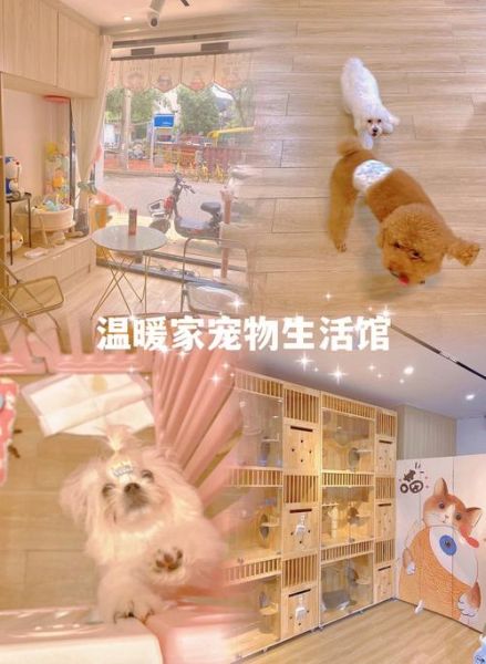 宠物(还是生活中的宝藏)
