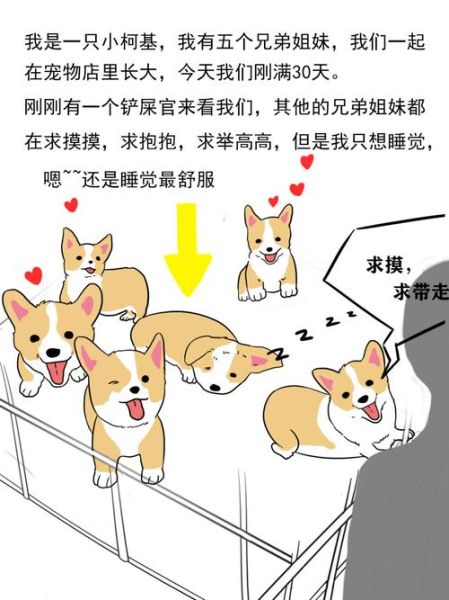 宠物个性名字(还是想纪念你和它的相遇)