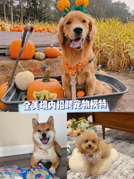 宠物人才网(宠物人才网全都有)