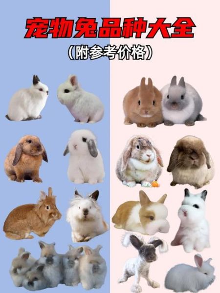 宠物兔养殖场(哪家品种最全)