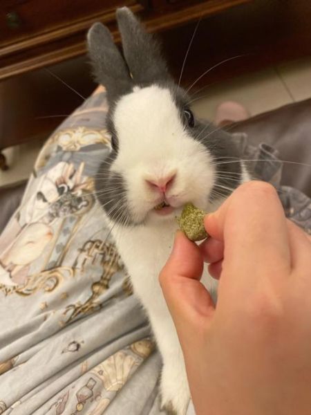 宠物兔吃什么(看看这些美味小零食)