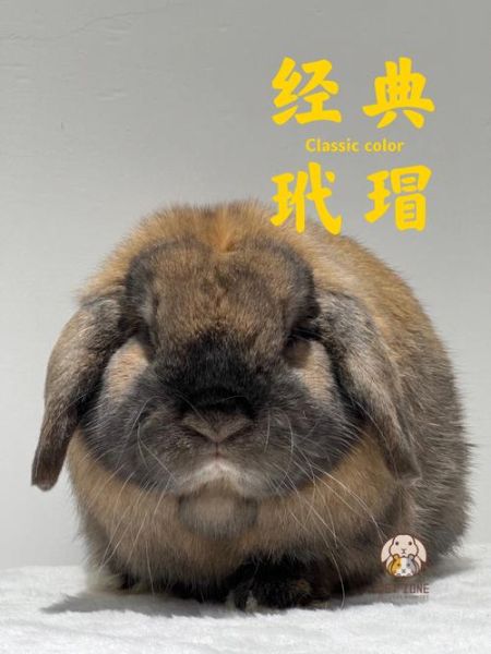 宠物兔品种(荷兰垂耳兔和小丑兔哪个更适合你)