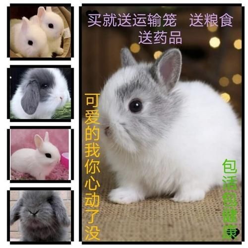 宠物兔商店(宠物兔商店靠谱吗)