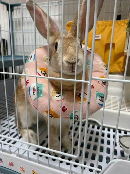 宠物兔子养殖(怎么才能让兔子不生病)