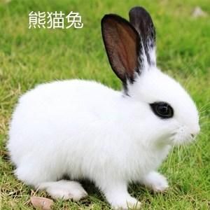 宠物兔子名字(还是叫雅虎更霸气呢)