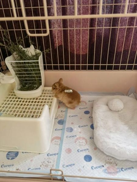 宠物兔子怎么养( 怎么才能让兔子不咬人)