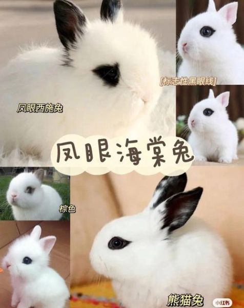 宠物兔的价格(现在一只兔子要多少钱)