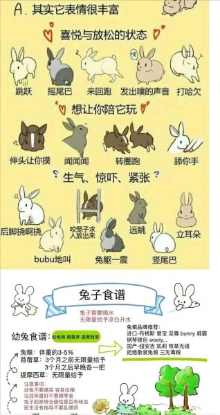 宠物兔的寿命( 它喜欢吃什么)