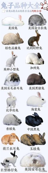 宠物兔种类( 你喜欢垂耳兔还是竖耳兔)