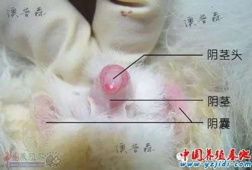 宠物兔能长多大(怎么判断兔子是不是长大了)