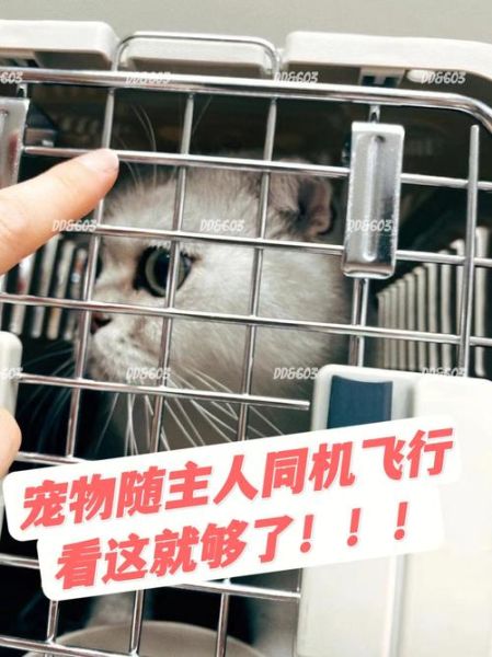宠物入境(到底该怎么办)