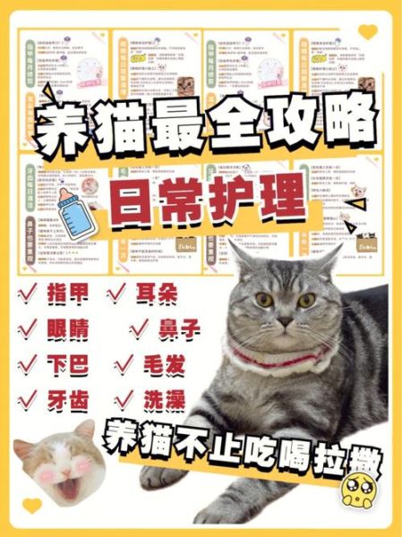 宠物养护(又该怎么处理)