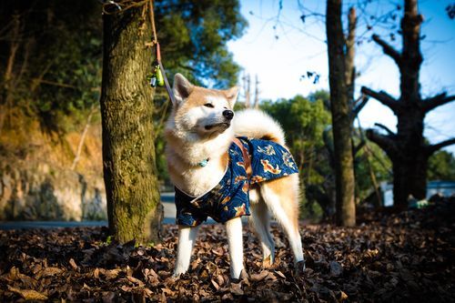 宠物写真( 拍出宠物的灵魂你学会了吗)
