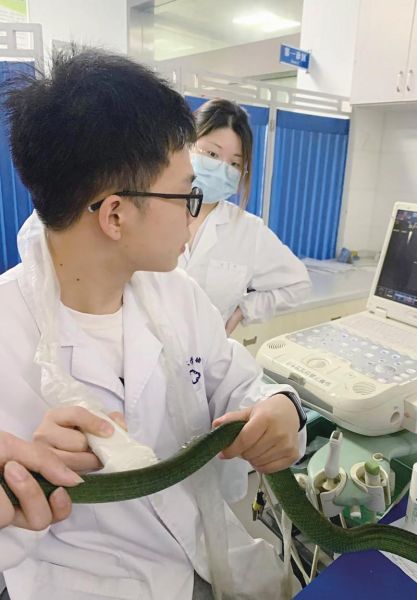 宠物医生博客( 真的能治好宠物吗)